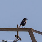 Magpie; Urraca