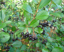 chokeberry fruit