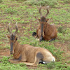 Hartebeest