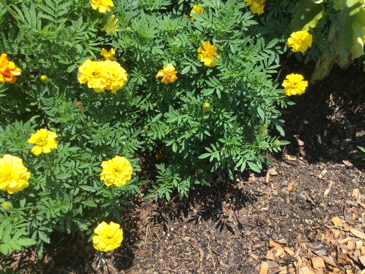 Unknown Yellow Flowers