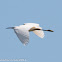 Little Egret; Garceta Común