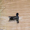 Moorhen; Polla de Agua