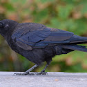 Northwestern Crow