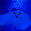 ふゆ