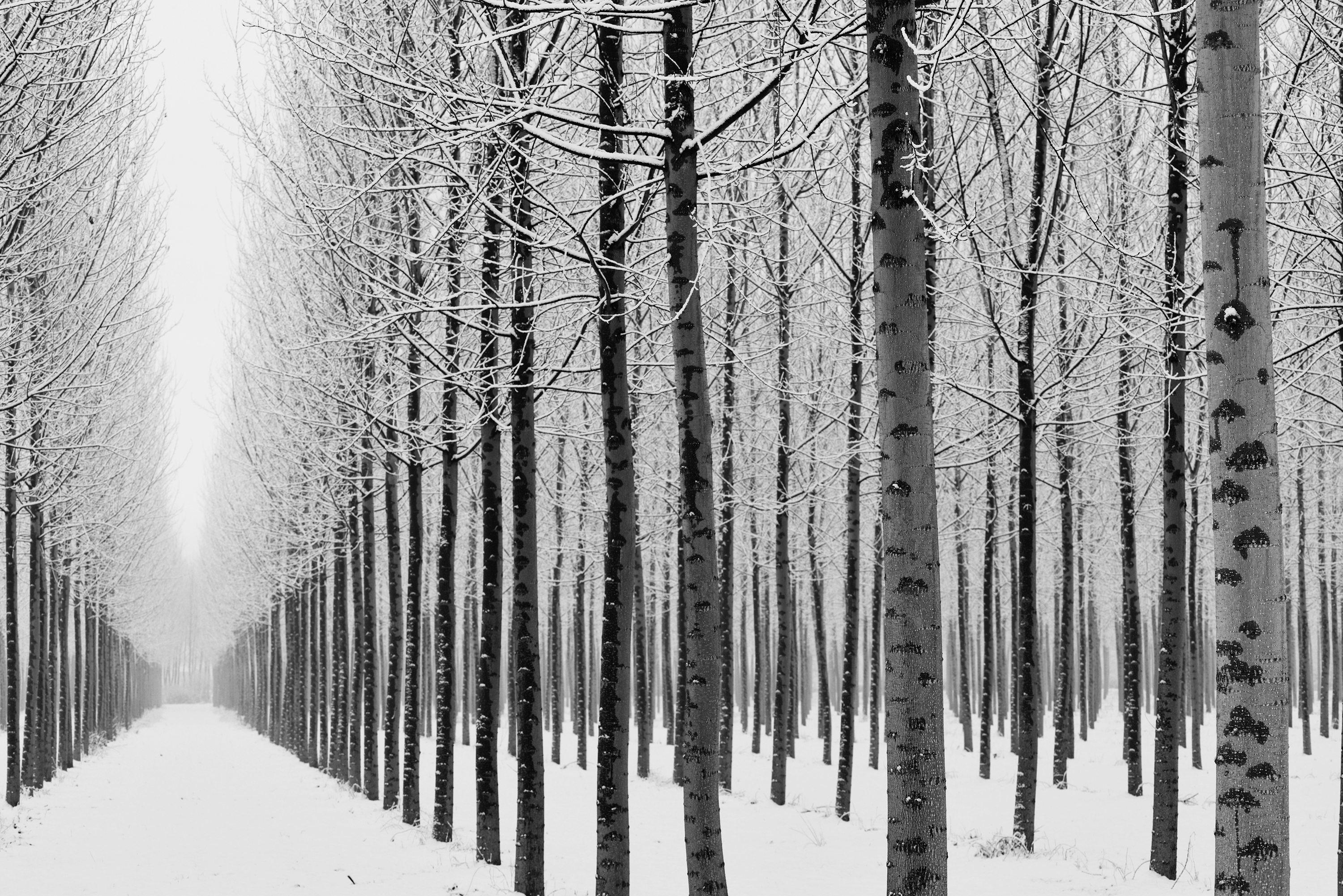 boschetto innevato di Francescogiacomo