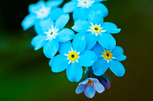 forget-me-nots.jpg - Forget-me-nots, marked by blue petals surrounding a yellow eye, are the the state flower of Alaska.