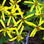 Wood ragwort