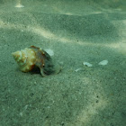 Fighting Conch