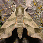 Virginia Creeper Sphinx - 7885