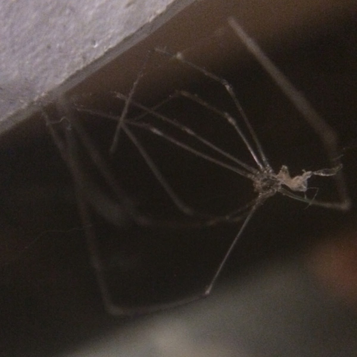 Cellar Spider (shedded exoskeleton)