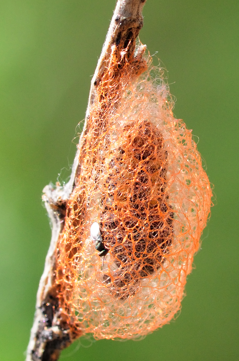 Moth cocoon