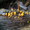 Fan-shaped jelly fungus