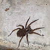 Wolf spider (female with babies)