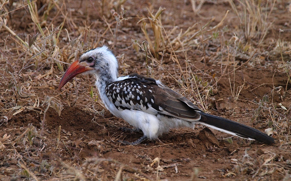 Toco piquirrojo (Northern red-billed hornbill)