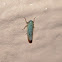 Leafhopper