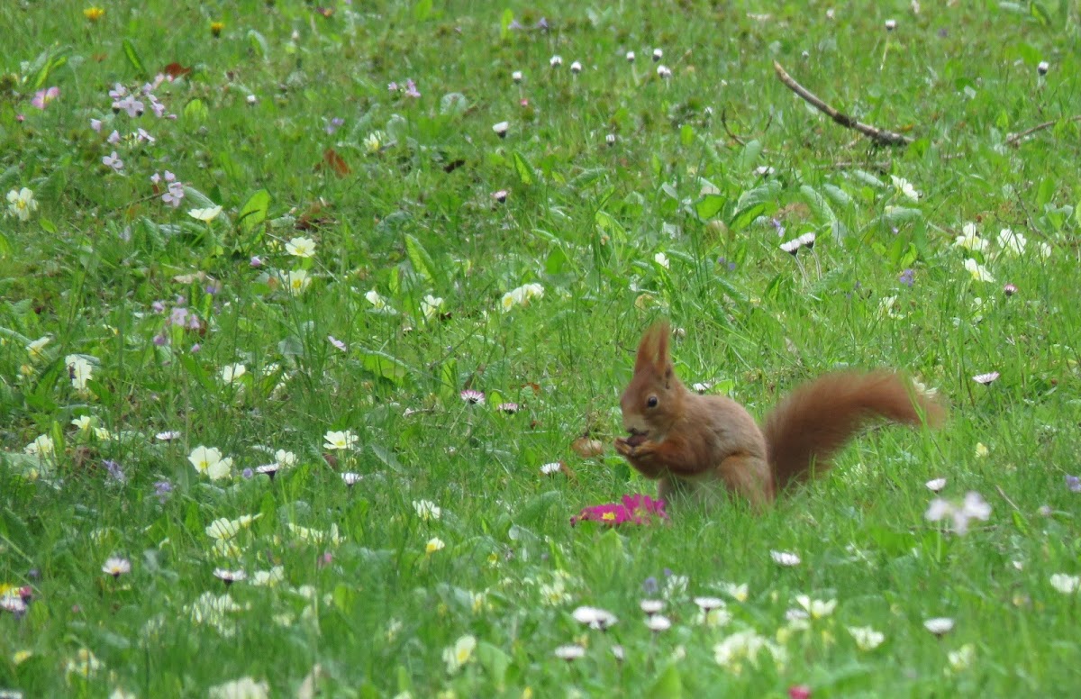 Red Squirrel