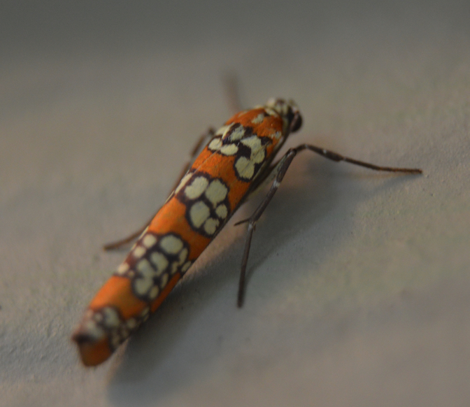 Ailanthus Webworm Moth