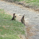 Northern flicker