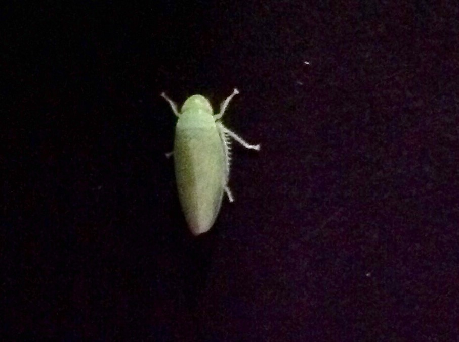 Green Leafhopper ( Adult )