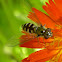 Syrphid Fly