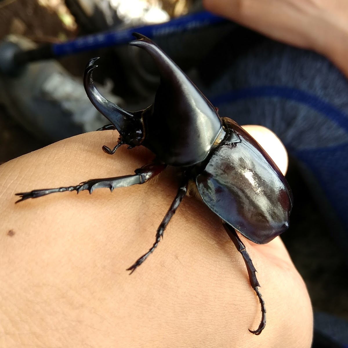 Brown Rhinoceros Beetle