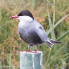 Whiskered Tern; Fumarel Cariblanco