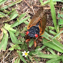 Cicada