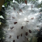 Showy Milkweed