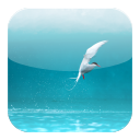 Arctic Tern Theme Chrome extension download