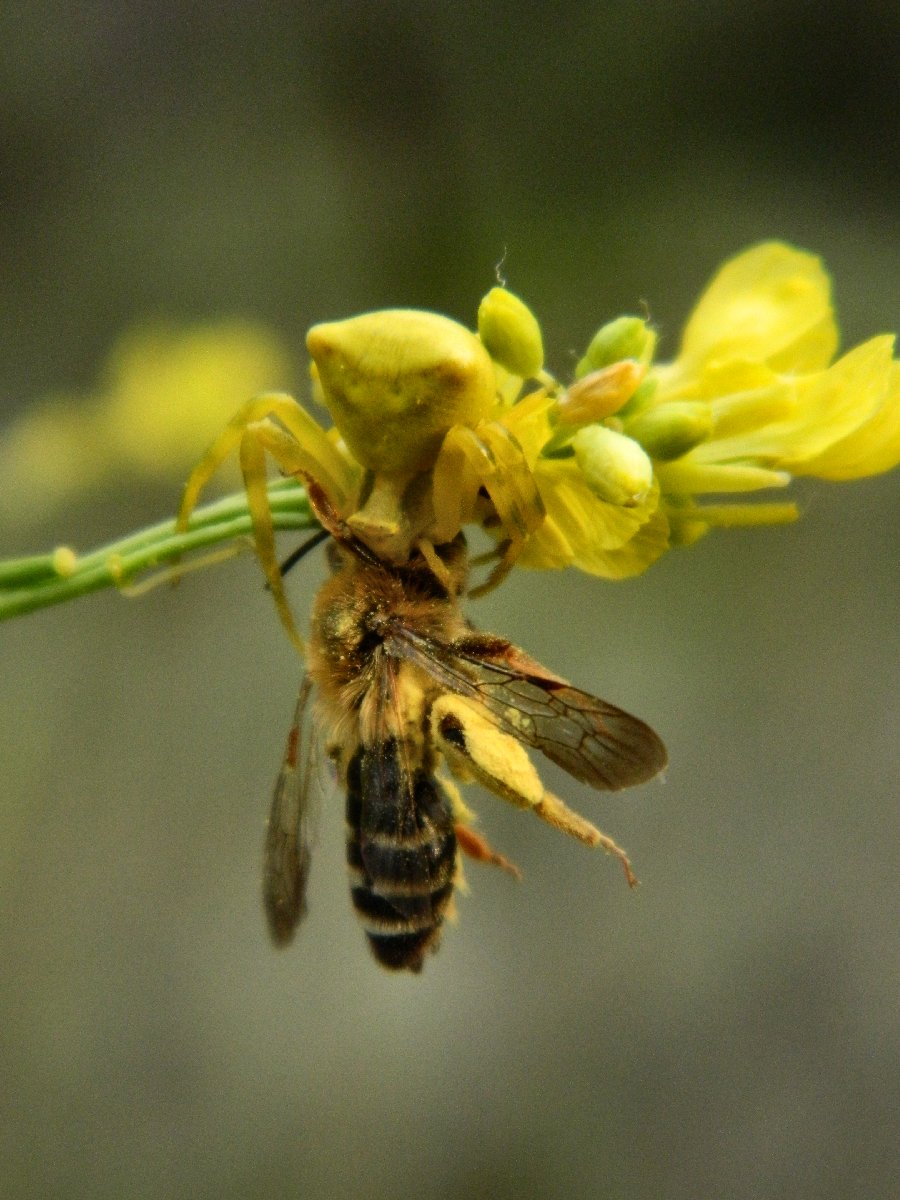 Thomisus crab spider