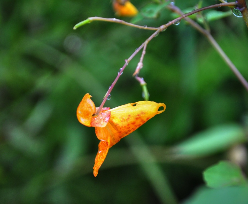 Jewelweed