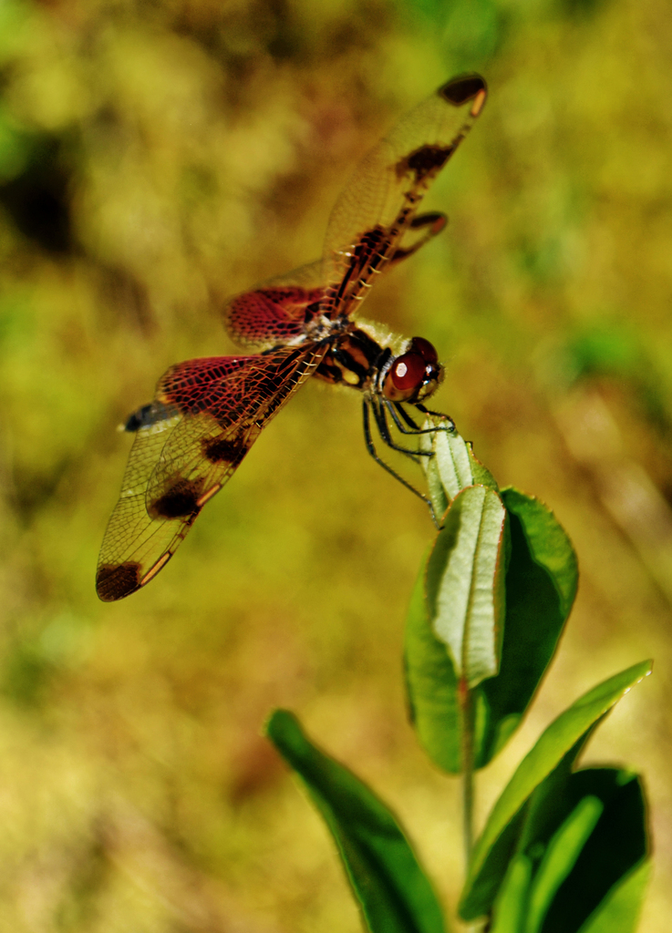 Calico Pennant