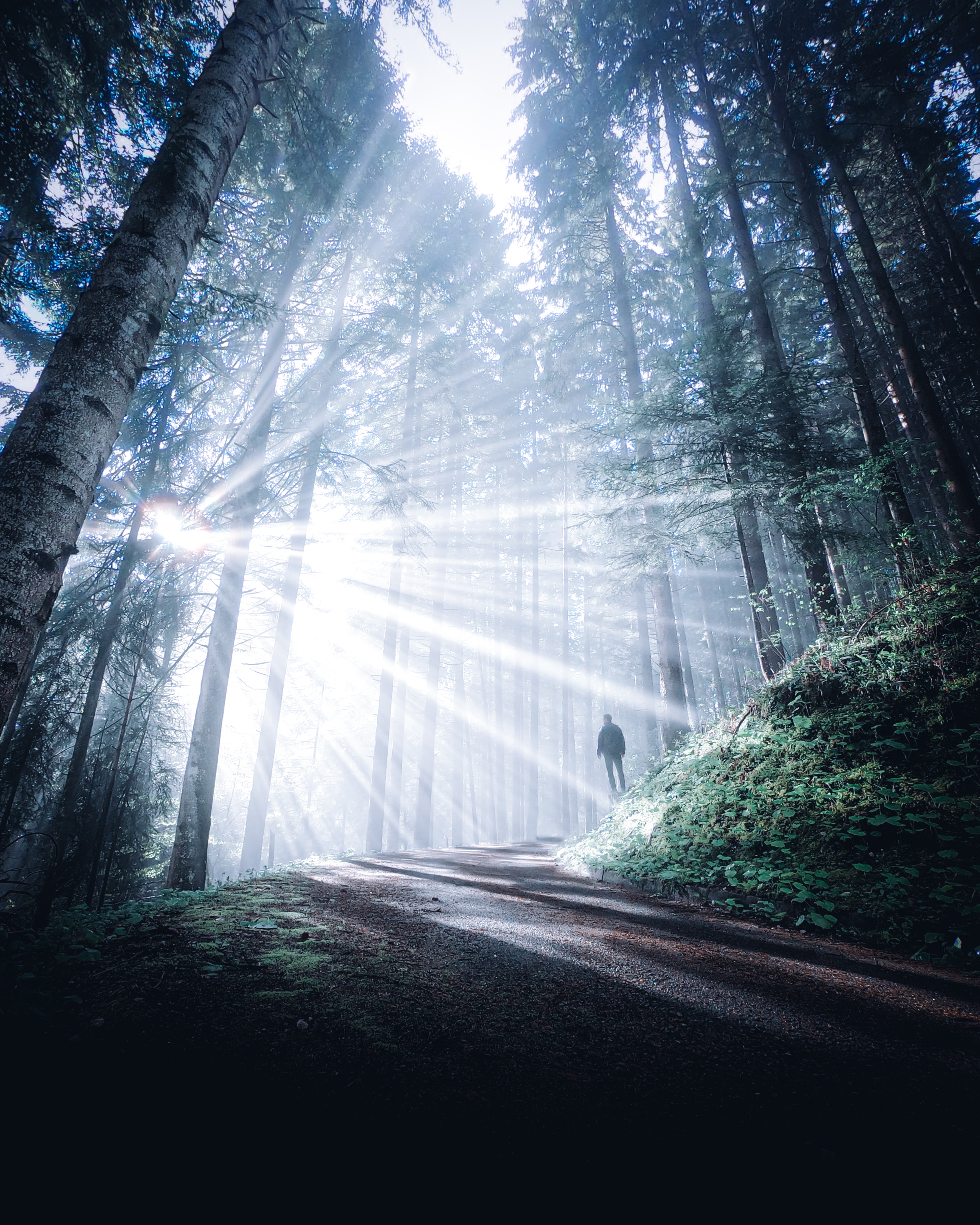 Le luci nel bosco di GiorgioDubini