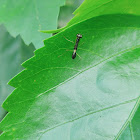 Asian ant mantis