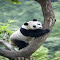 Item logo image for panda wallpaper