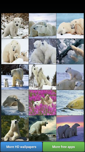 Polar Bear Wallpapers