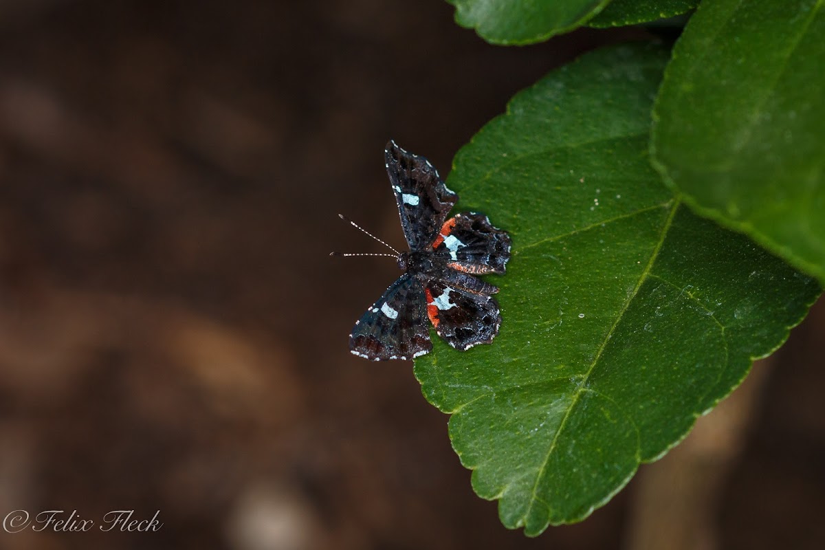 Metalmark Butterfly