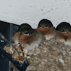 Welcome Swallow (fledglings)