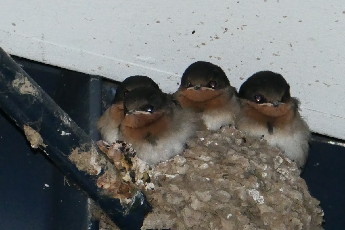 Welcome Swallow (fledglings)