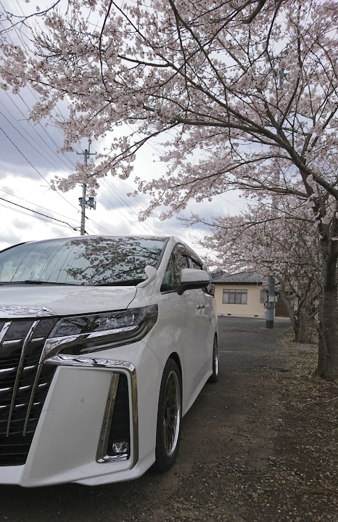 アルファードの桜・アルファード・お花見に関するカスタム事例の投稿画像2枚目