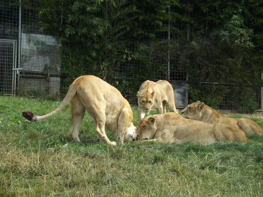 Lionnes, CERZA - Tous droits réservés