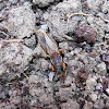 Mole Cricket