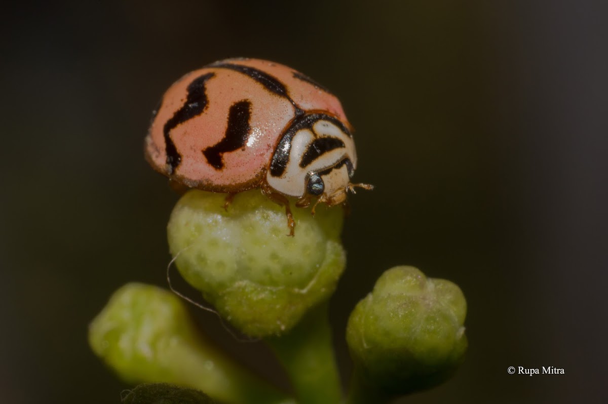 Six-spotted Zigzag Ladybird