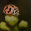 Six-spotted Zigzag Ladybird