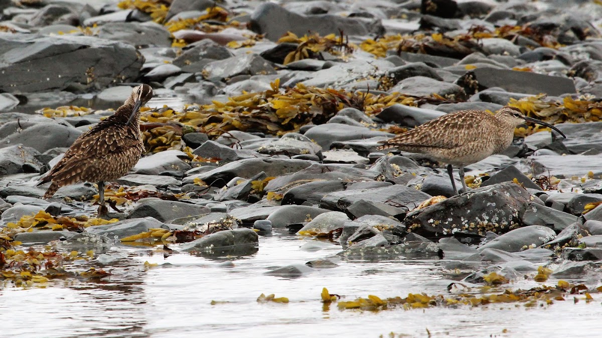 Whimbrel