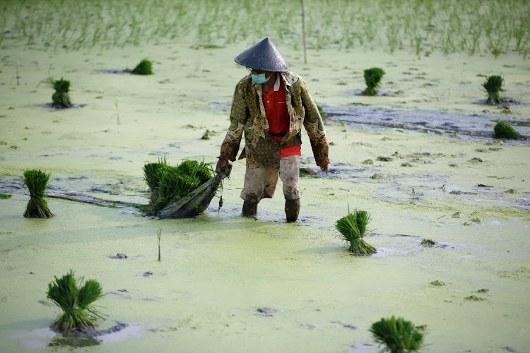 A farmer wearing a protective mask to curb the spread of coronavirus disease (Covid-19) works at a paddy field in Jakarta, Indonesia, June 28, 2021.