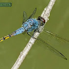 Yellow-tailed Ashy Skimmer