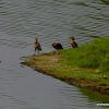 ruddy shelduck,  Brahminy duck