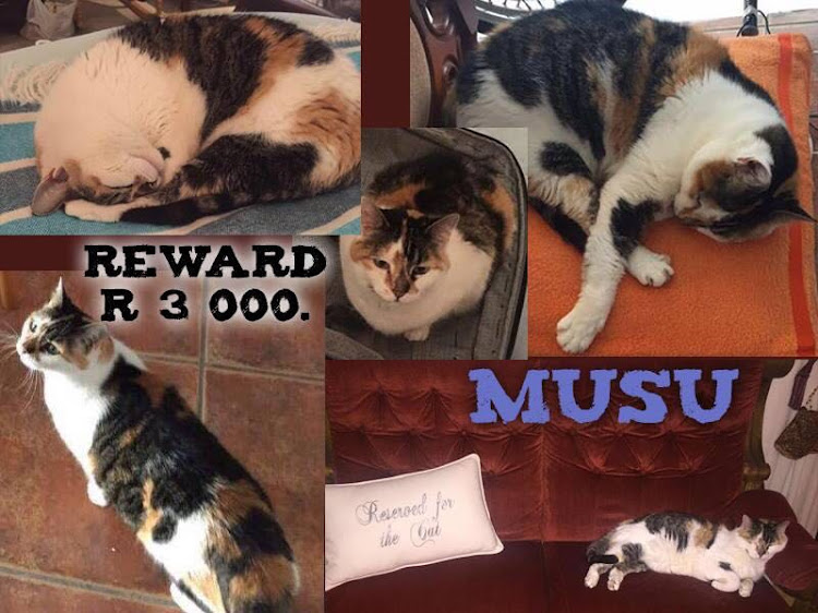 R3,000 reward for missing cat Musu.