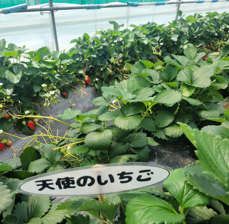 ソニカのイチゴ狩りツーリング・かき氷・ソニカ・ドライブに関するカスタム事例の投稿画像12枚目